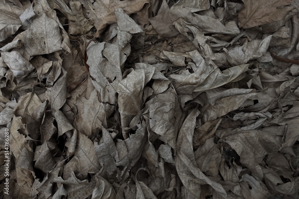 Background of a dried leaf. dried leaf texture. dried leaf texture . Background of a dried leaf. dried leaf texture. dried leaf texture .