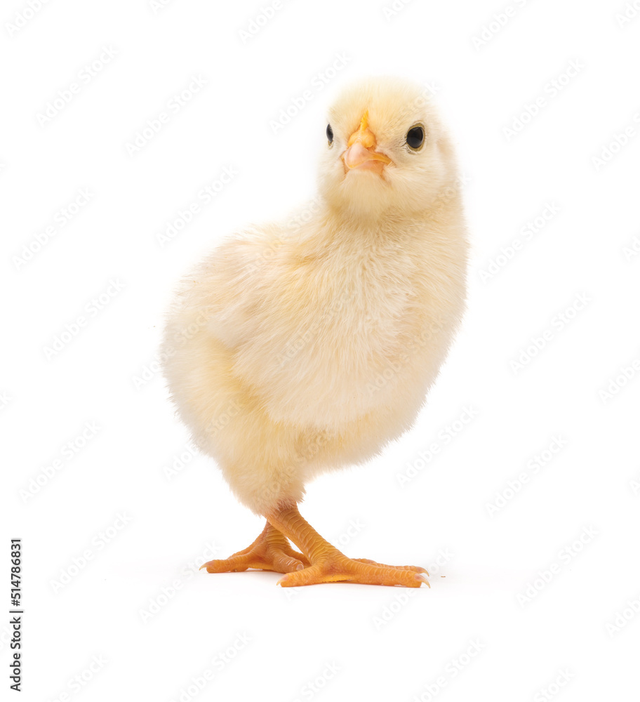 Little chick isolated on white background Little chick isolated on white background