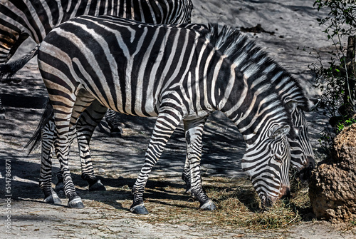 Grant`s zebras eating hay. Latin name - Equus quagga boehmi	