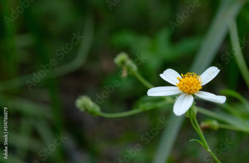 White flower