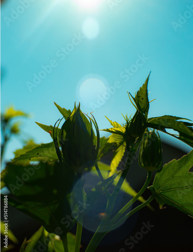 Sun and plant