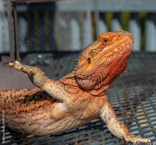 bearded dragon lizard