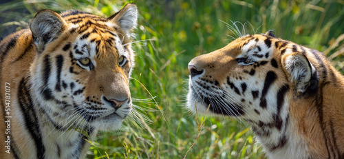 tiger on grass background - Siberian tiger  Amur tiger