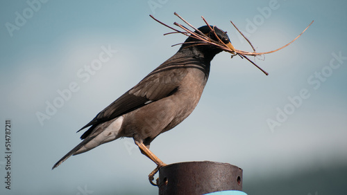 Bird on a pole - Common myna photo