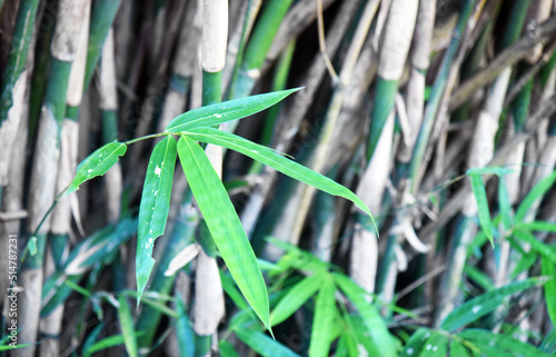Close up of bamboo tree in the jungle
