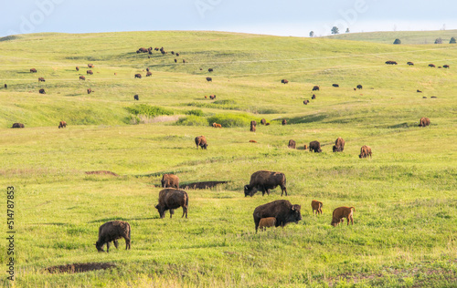 Heard of bison with caves in Custer State Park, South Dakota