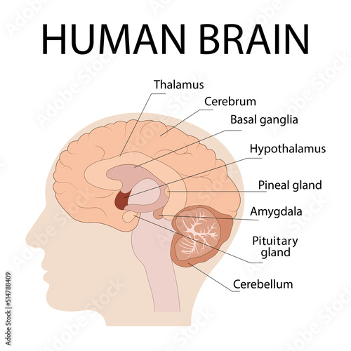 Vector isolated illustration of brain components in the human head. detailed anatomy of the human brain. Medical infographic for poster, education, science, and medicine