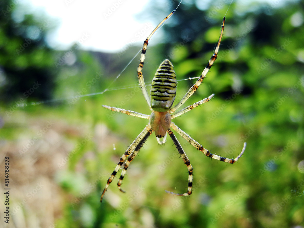 Spider on web Spider on web