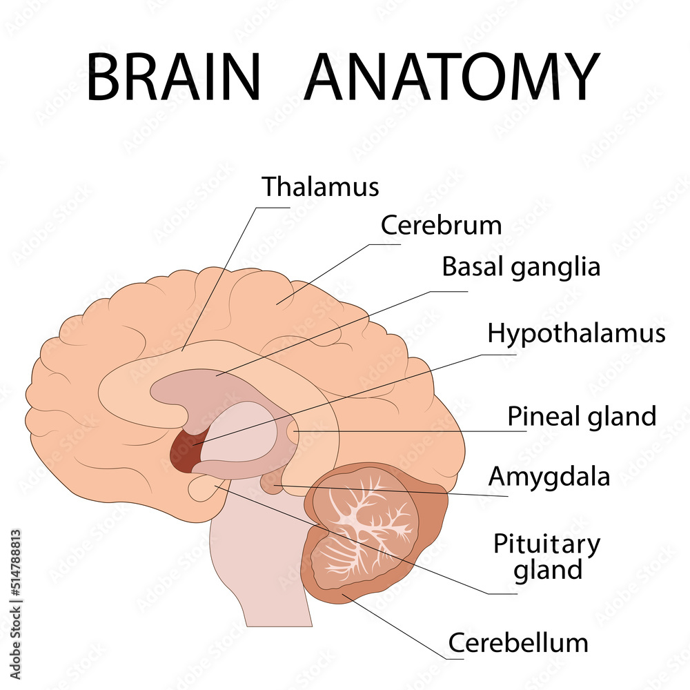 Obraz premium Cross-section of brain ions showing the main structures and location of the basal ganglia.