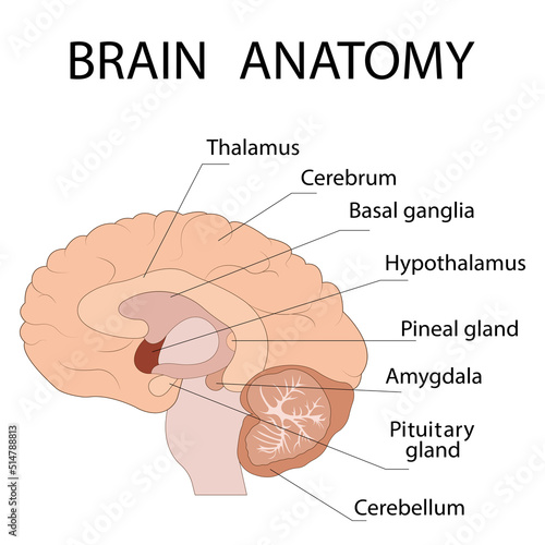 Cross-section of brain ions showing the main structures and location of the basal ganglia.