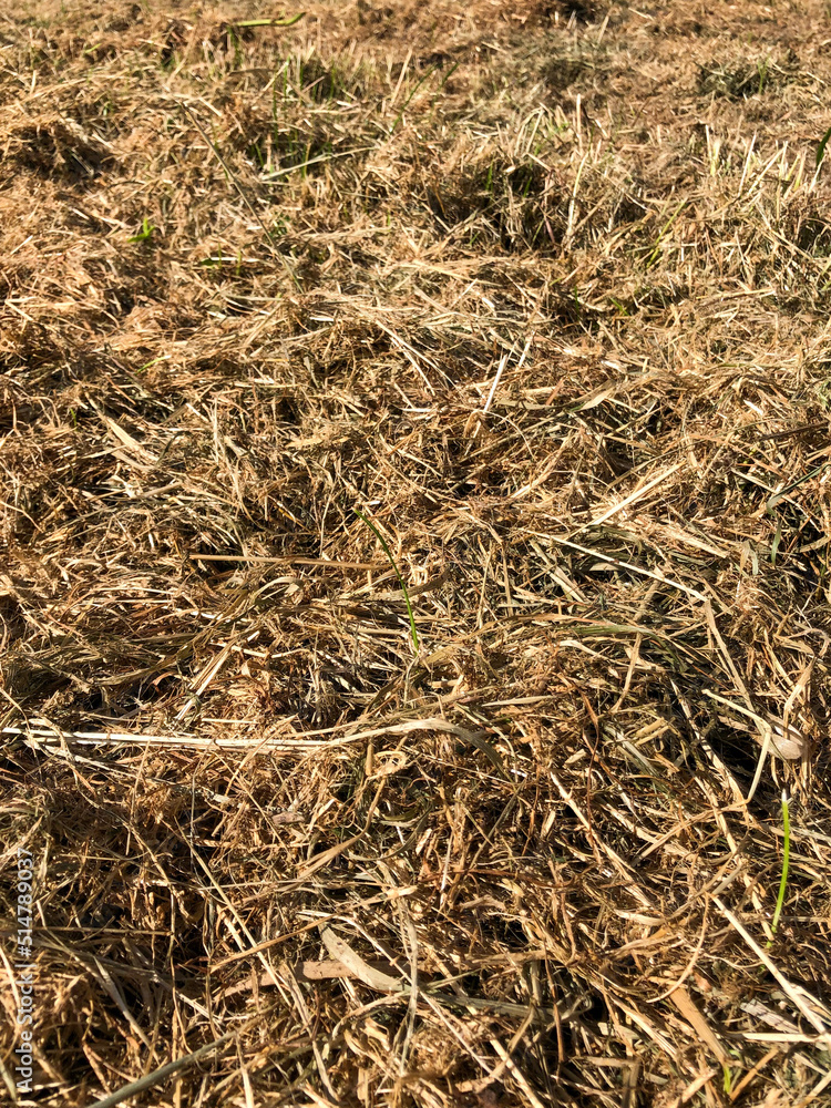 grass background grass background