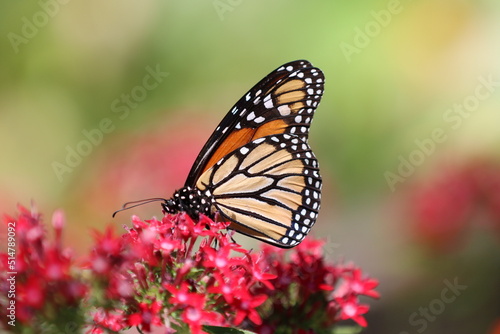 monarch butterfly on flower © Melissa