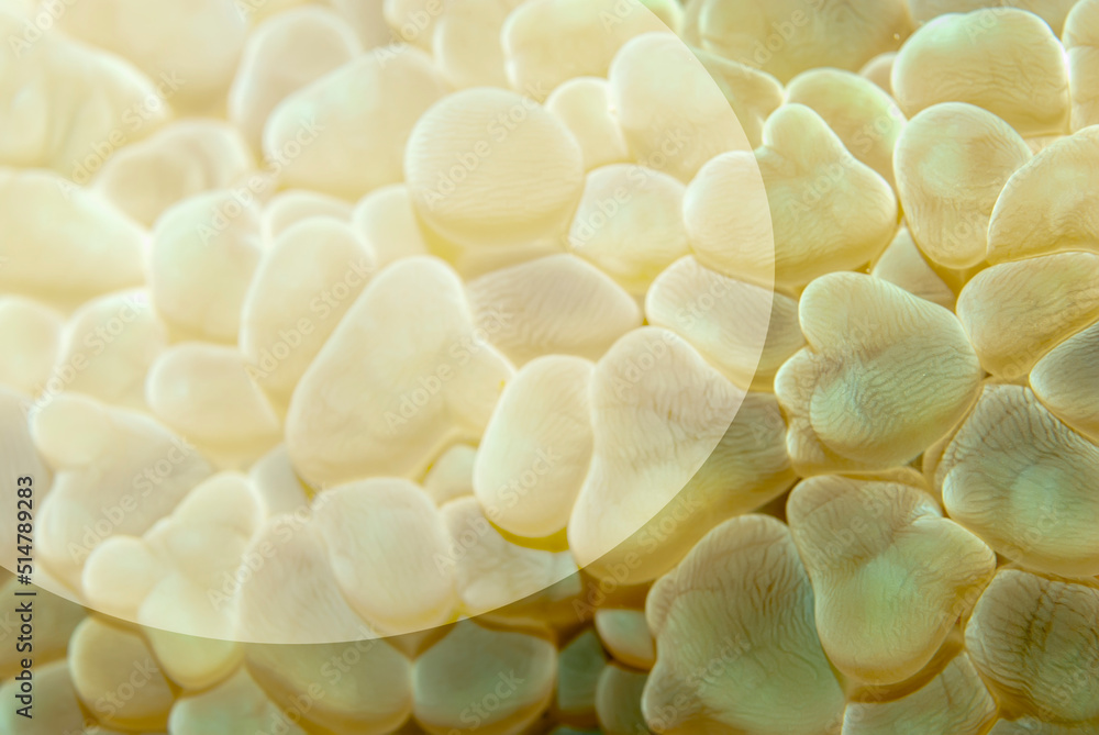 Cute background of a grape coral with a space to write or add objects Cute background of a grape coral with a space to write or add objects