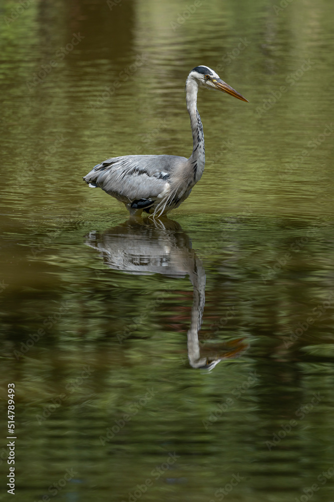 Naklejka premium Paris, France - 07 02 2022: A gray heron fishing in the lake of Park des Buttes-Chaumont