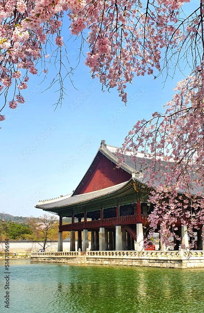 Fototapeta premium 경복궁의 봄