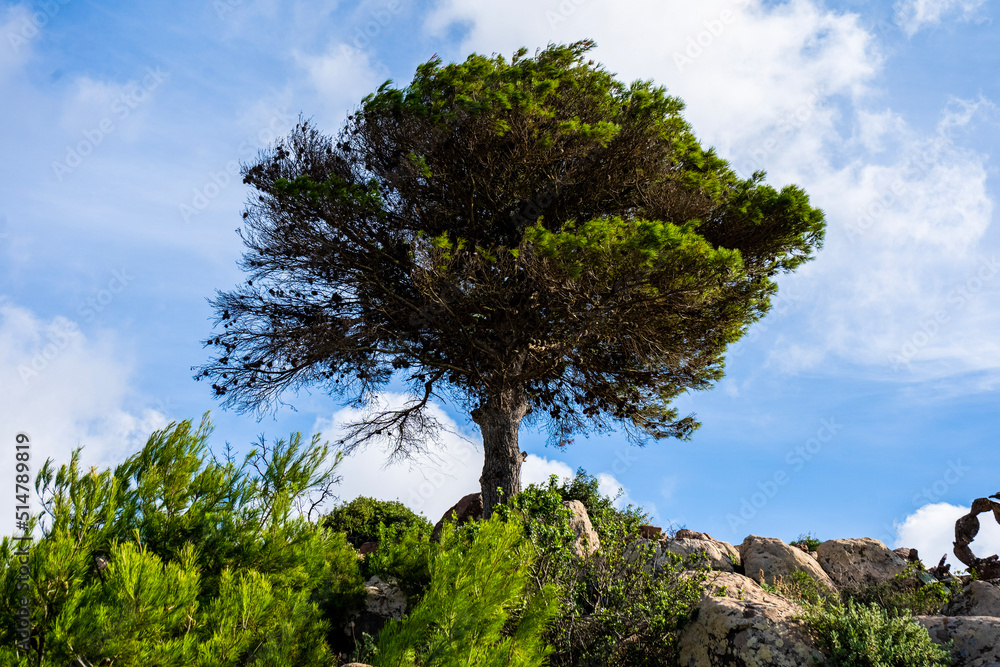 Obraz premium tree and sky