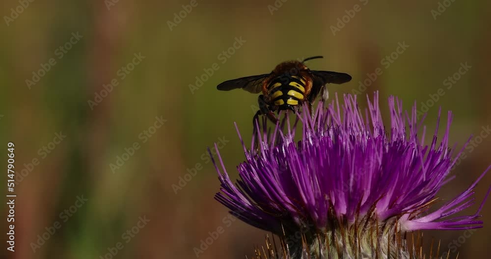 Bee collects honey on a purple flower Onopordum acanthium. Selective Focus. Macro shooting, slow mo. Bee collects honey on a purple flower Onopordum acanthium. Selective Focus. Macro shooting, slow mo.