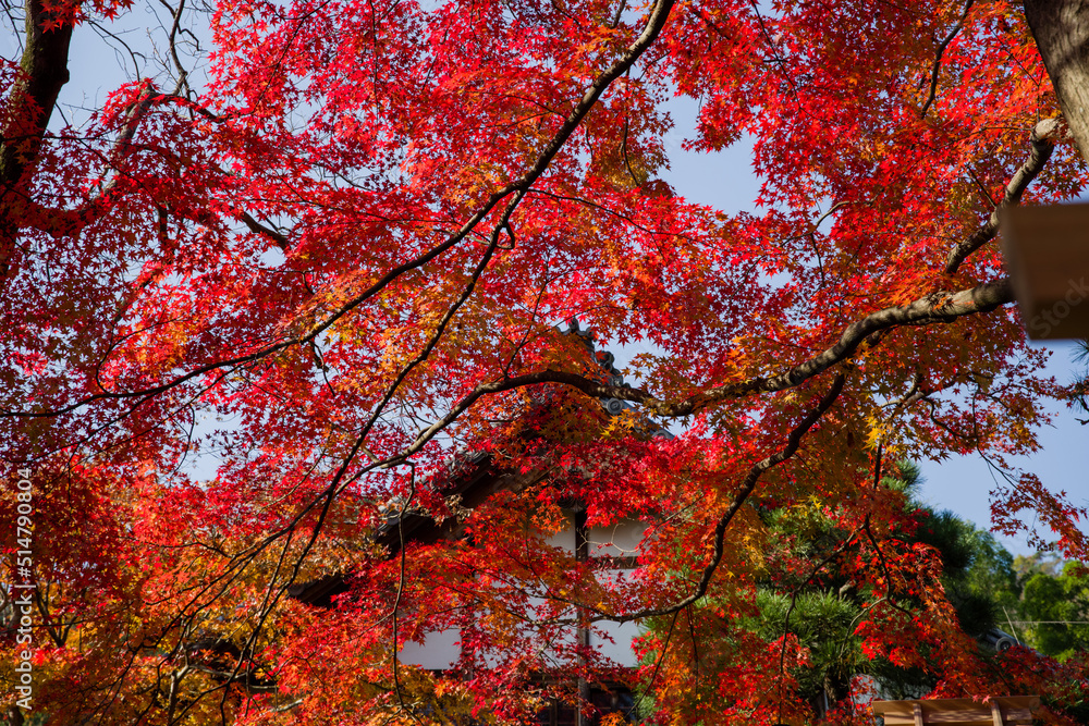 京都嵯峨野の秋風景