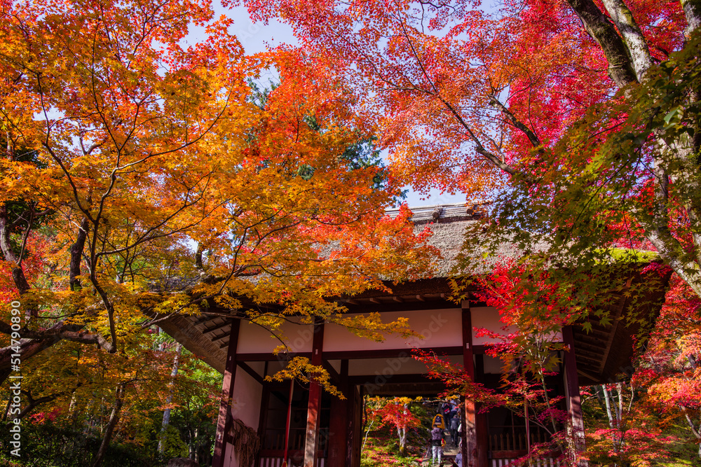 京都嵯峨野の秋風景 京都嵯峨野の秋風景