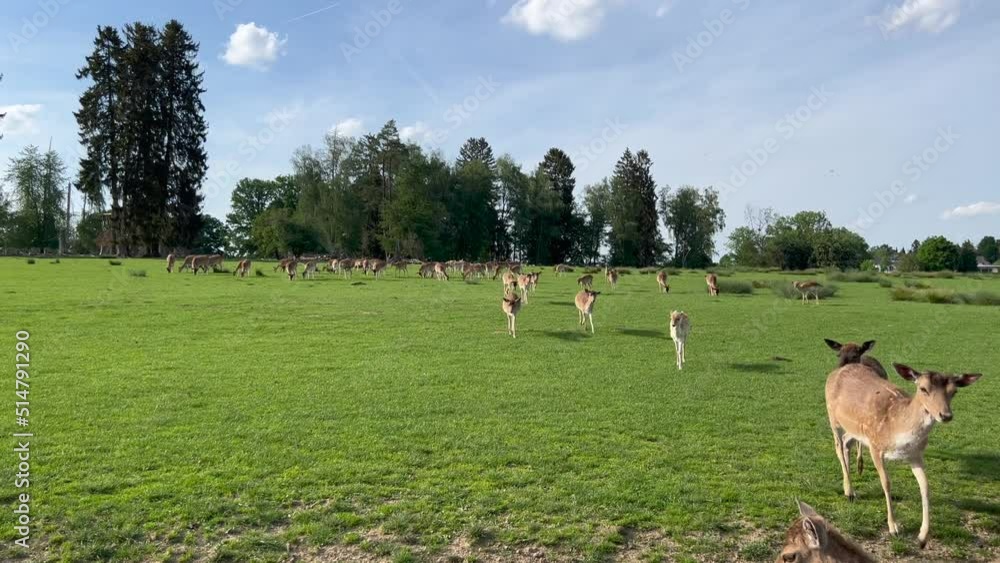 Herd of young deer roaming on grass field in forest Herd of young deer roaming on grass field in forest