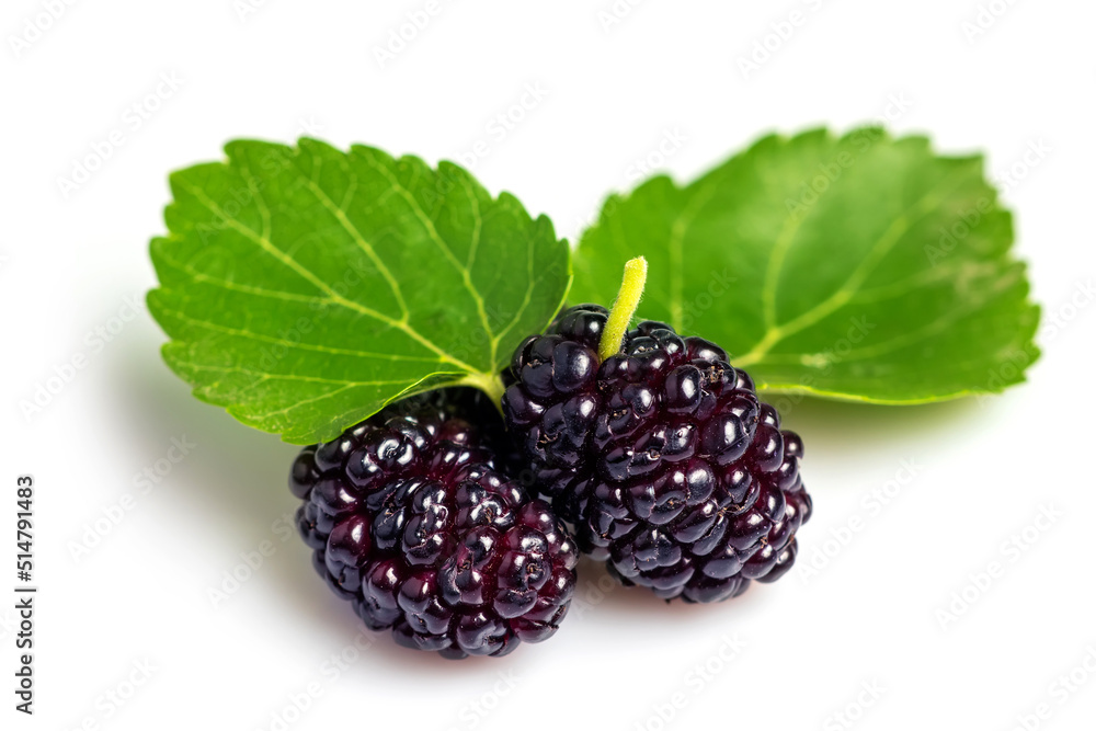 Mulberry fruit with green leaf isolated on white background Mulberry fruit with green leaf isolated on white background