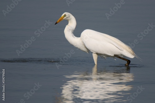 Great egret looking