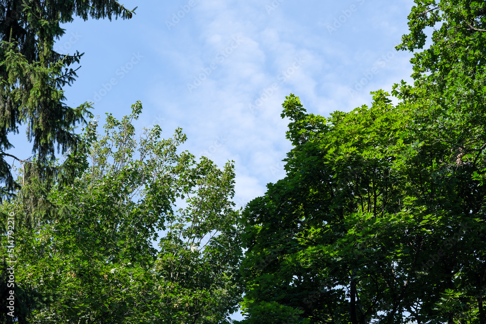 Beautiful natural background Beautiful natural background