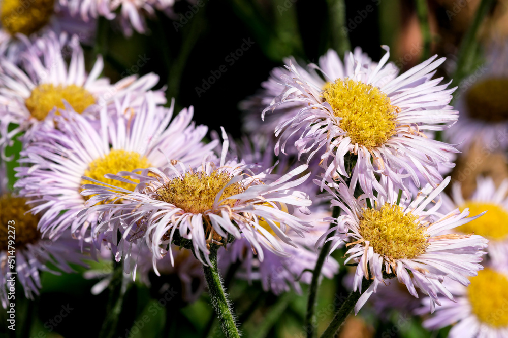 Obraz premium Summer lilac flowers close-up