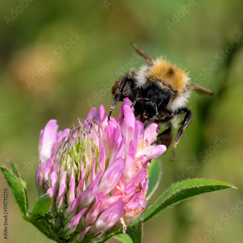 A wild bee collects nectar © aviavlad