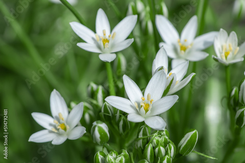 Ornithogalum flowers. beautiful bloom in the spring garden. Many white flowers of Ornithogalum.