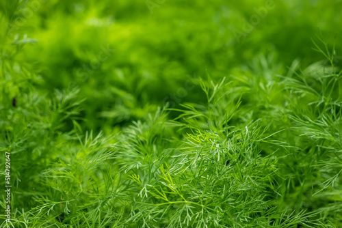 Fresh green dill background. fresh green dill texture.