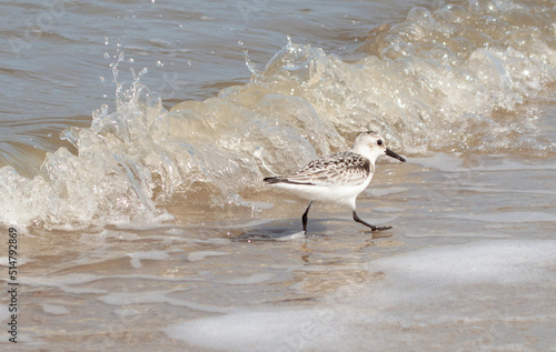 Bird on the beach