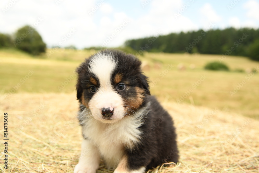 Chiot de race berger australien dans la nature