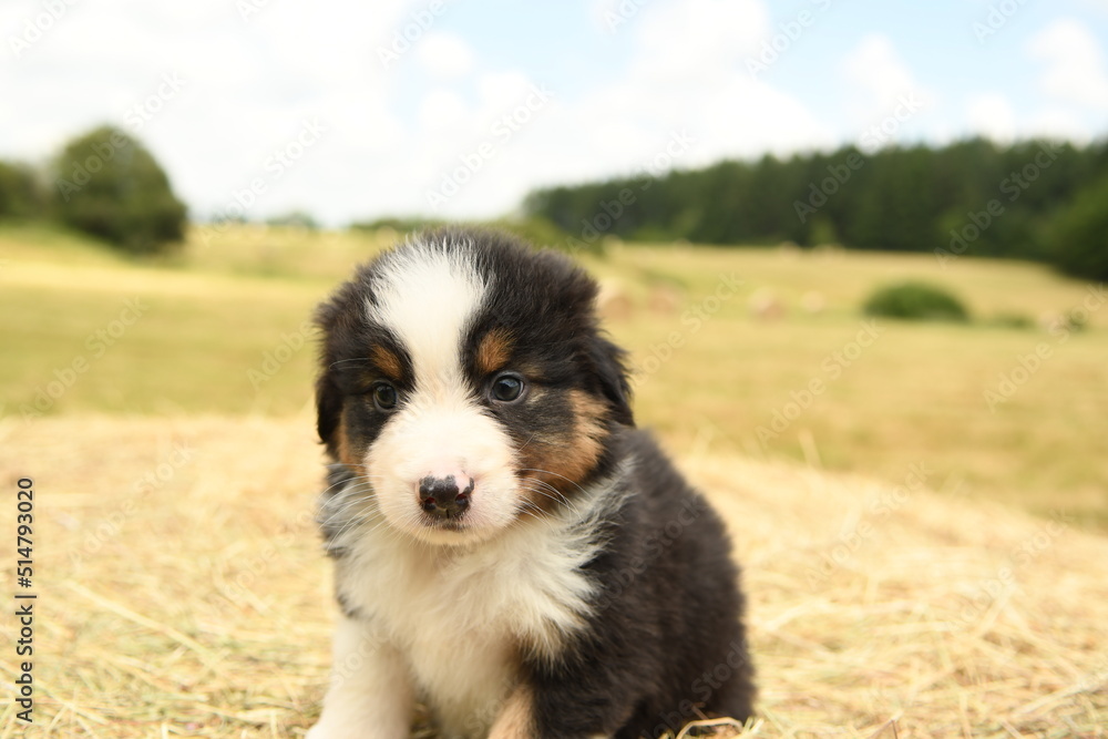 Chiot de race berger australien dans la nature Chiot de race berger australien dans la nature