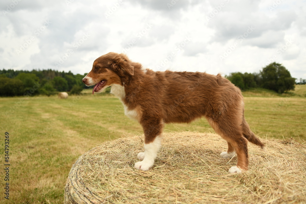 Petit chiot de race berger australien Petit chiot de race berger australien