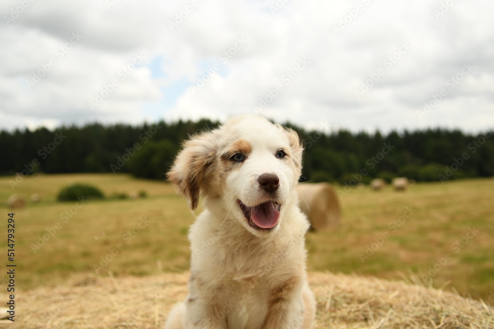 Petit chiot de race berger australien 