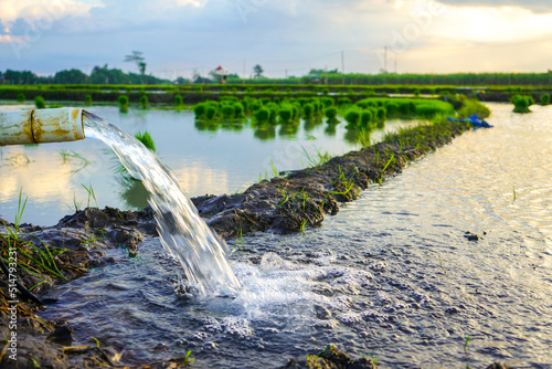 Irrigation of rice fields using pump wells with technique of pumping water from the ground to flow into the rice fields. Outdoor river plant. Bundle of tied rice seeds. Seedling young rice ploughing.