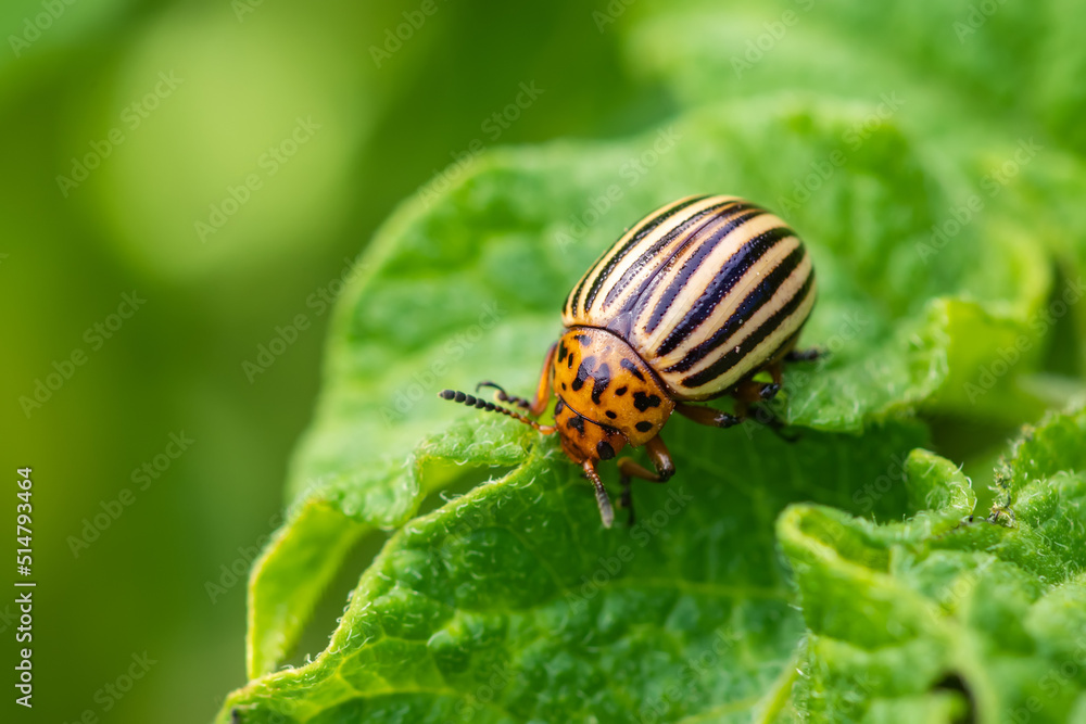 Potato bug on green sheet in garden Potato bug on green sheet in garden