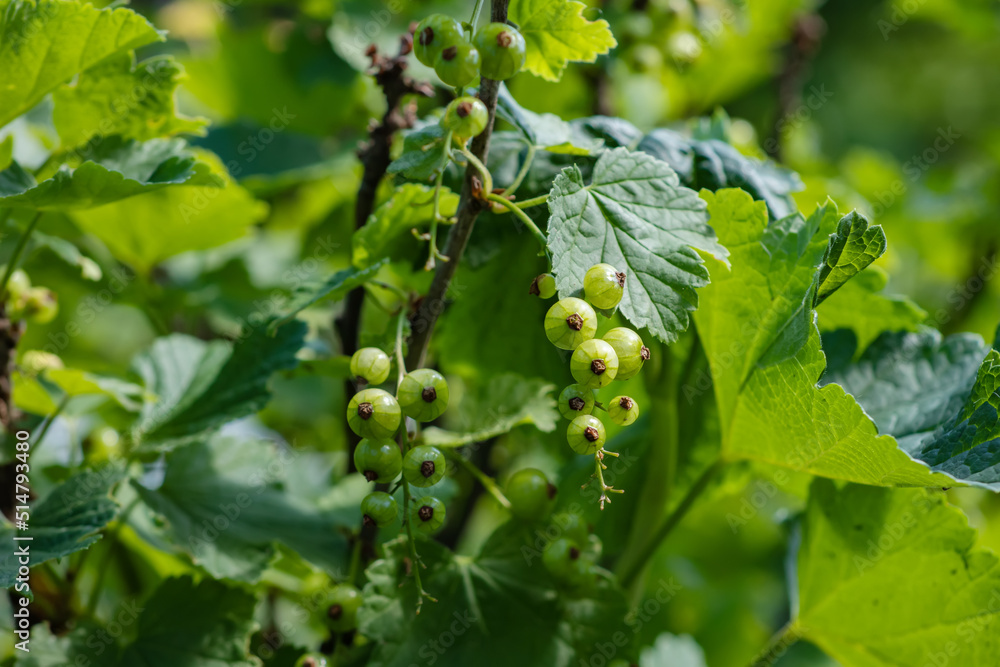 Green berries of currant on a green background on a summer day macro photography.