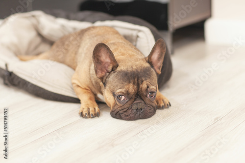 The muzzle of a black dog , French Bulldog in a dog bed, the dog sleeps on the floor in the living room © Ева-Лидия Гелес