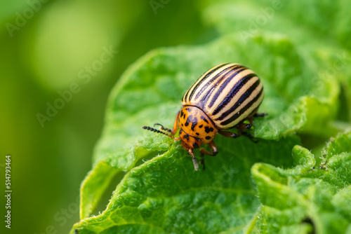 Potato bug on green sheet in garden