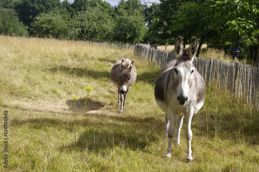 Obraz premium L'éco-pâturage
