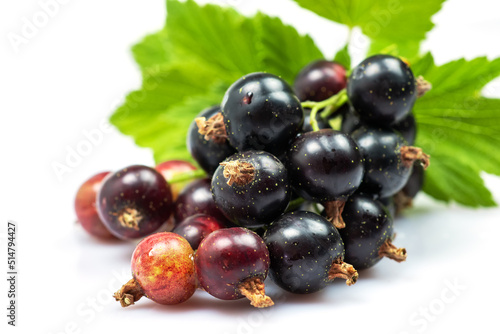 Black currant with leaves on white bacground
