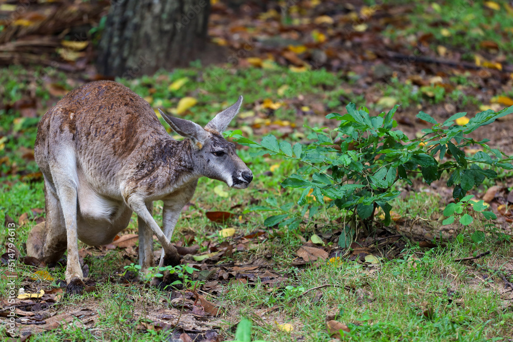 The kangaroo is stay and eat grass in garden The kangaroo is stay and eat grass in garden