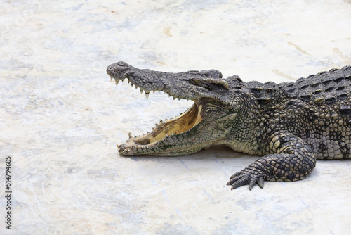 Close up big head crocodile is danger animal wildlife
