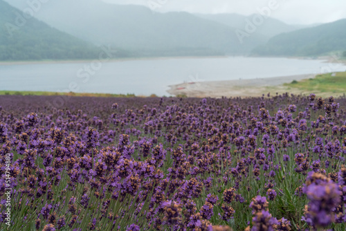 北海道のかなやま湖 ラベンダー園