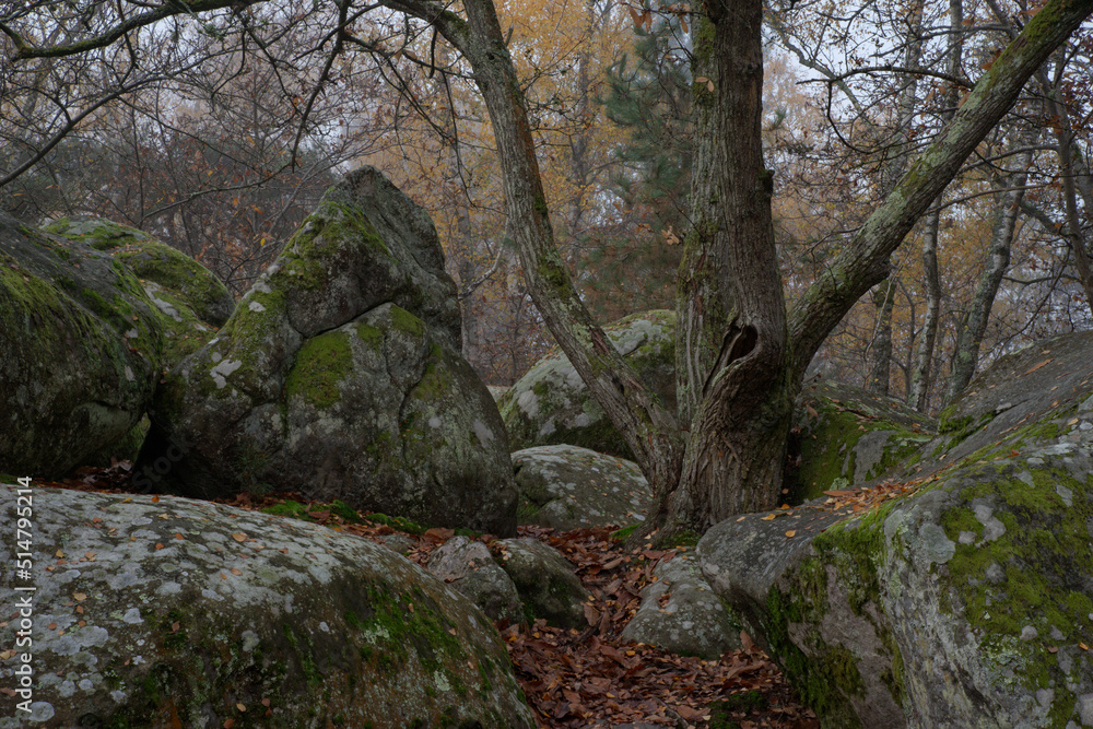 A forest with sandstone boulders on a misty autumn morning A forest with sandstone boulders on a misty autumn morning
