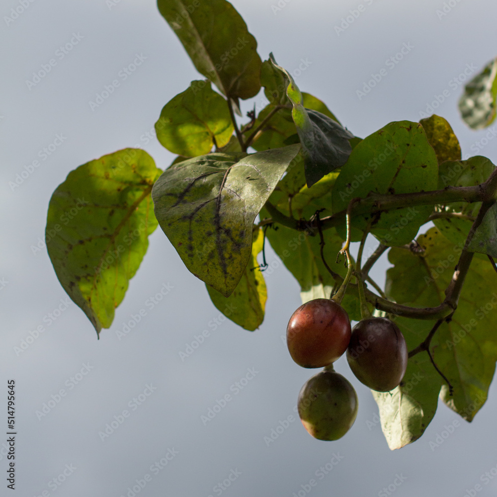 the-tamarillo-solanum-betaceum-is-an-egg-shaped-edible-fruit-it-is