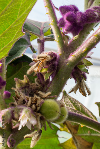 Solanum quitoense, known as naranjilla (English : 