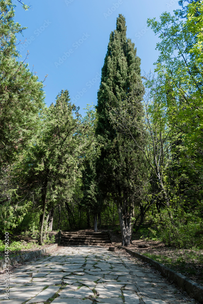 Landscape of tall trees growing in the park. Landscape of tall trees growing in the park.